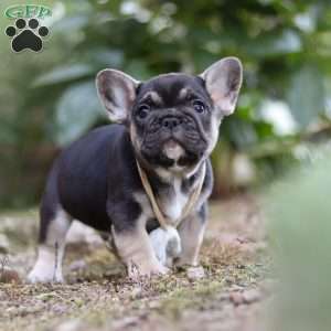 Peirre, French Bulldog Puppy